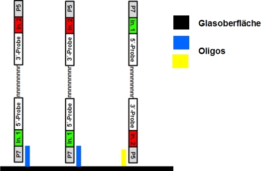 Abb. 3: Schematische Darstellung der Bindung von definierten DNA-Abschnitten (Library) an die Glasoberfläche
