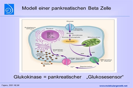 Modell einer pankreatischen Beta Zelle