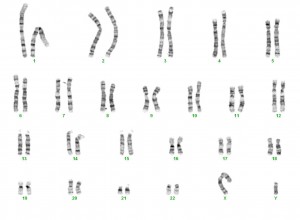 Chromosomenanalysen - allgemeine Informationen